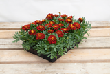 French Marigold Tacos Red