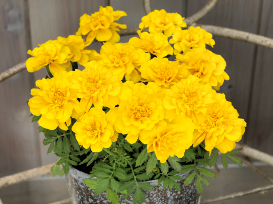 French Marigold Tacos Yellow