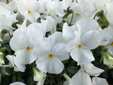 Pansy Giant Panda Clear White