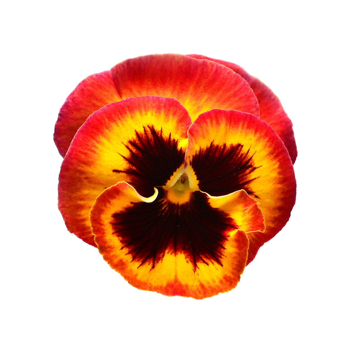 Pansy Giant Panda Fire (With Blotch)