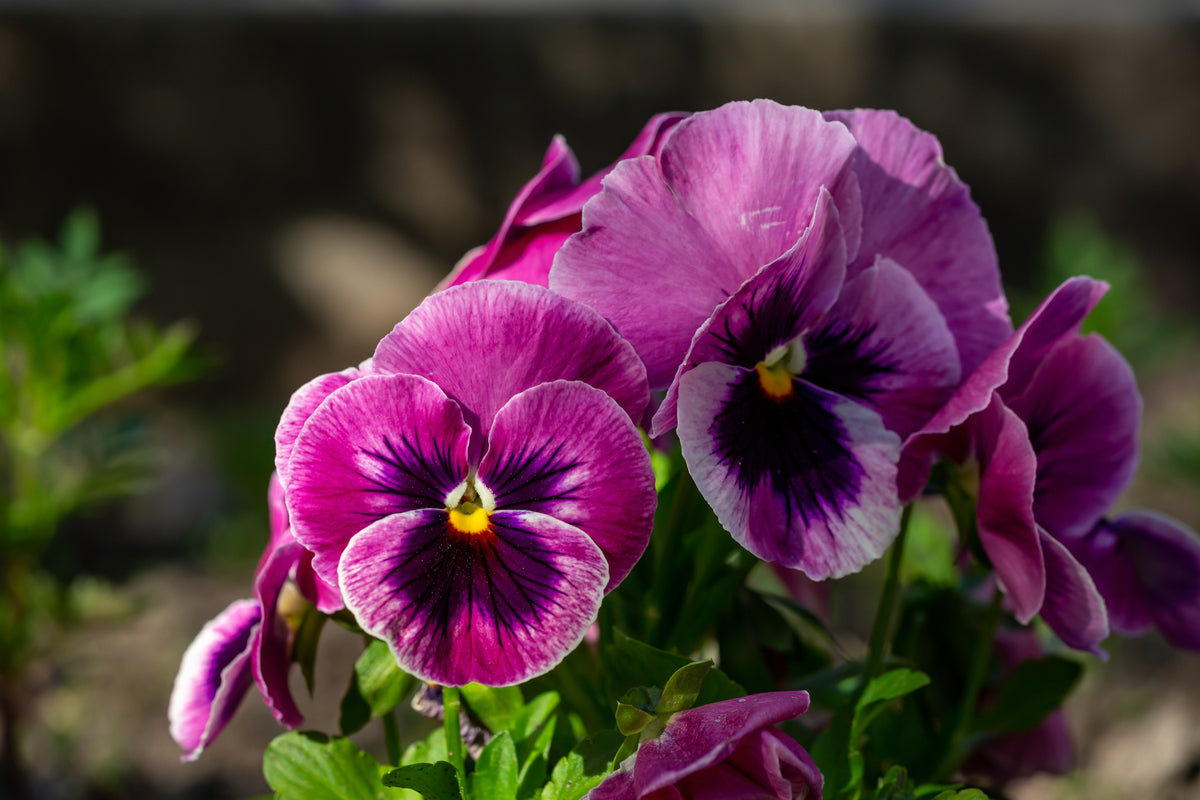 Pansy Giant Panda Rose (With Blotch)