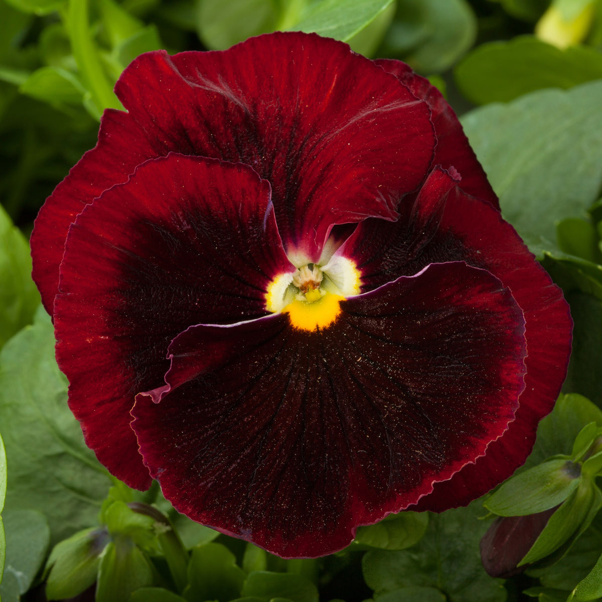 Pansy Giant Panda Red (With Blotch)