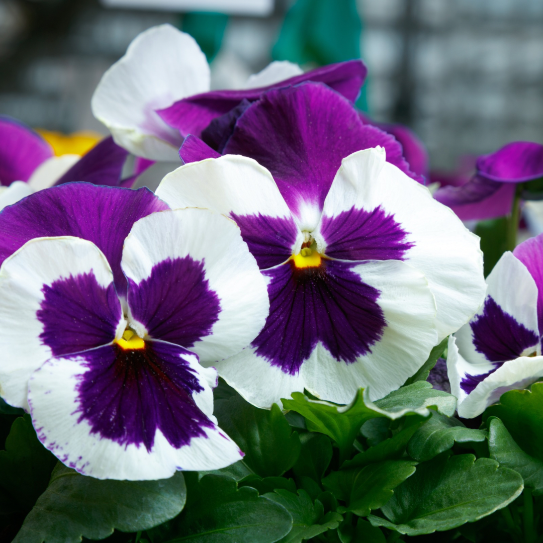 Pansy Giant Panda Blue/White (With Blotch)