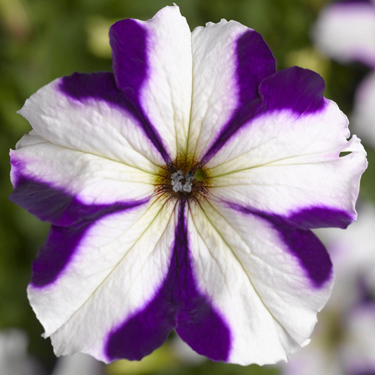 Petunia Marvellous Blue Star