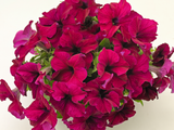 Petunia Big Blossom Burgundy