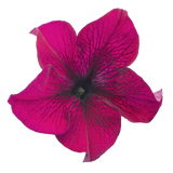 Petunia Big Blossom Burgundy