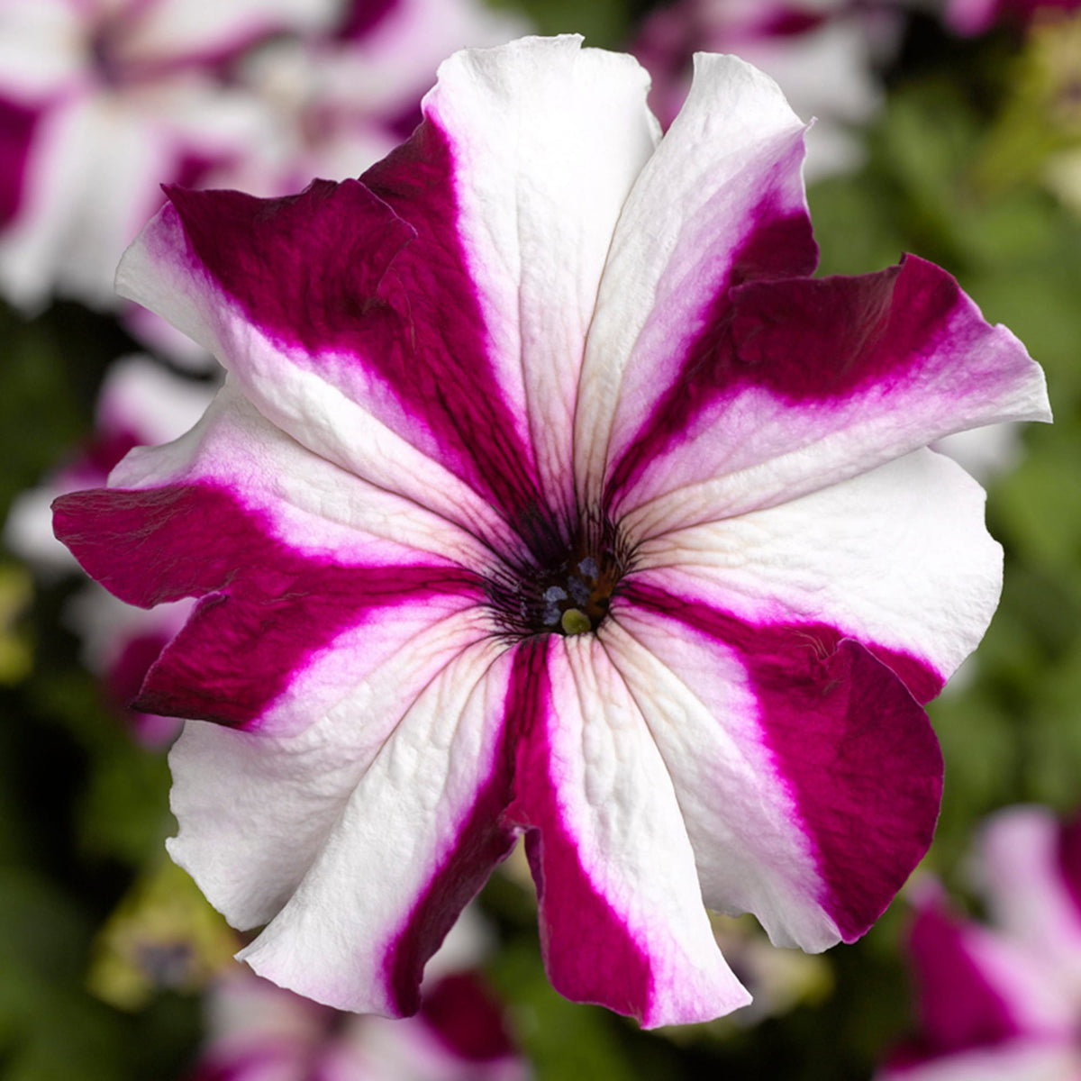 Petunia Marvellous Crimson Star