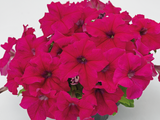 Petunia Big Blossom Deep Rose