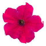 Petunia Big Blossom Deep Rose