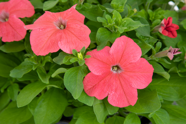 Petunia Big Blossom Deep Salmon