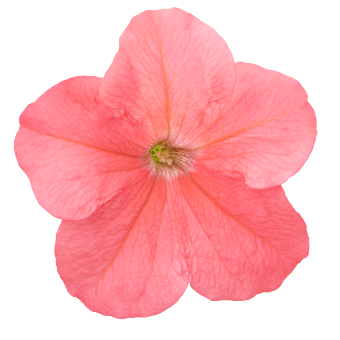 Petunia Big Blossom Deep Salmon