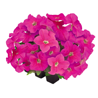 Petunia Big Blossom Pink