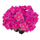 Petunia Big Blossom Pink