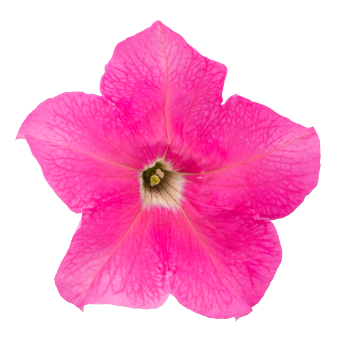 Petunia Big Blossom Pink