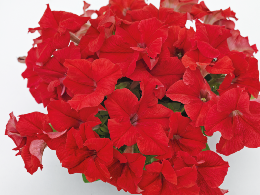 Petunia Big Blossom Red