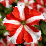 Petunia Marvellous Red Star