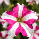 Petunia Marvellous Rose Star