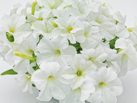 Petunia Big Blossom  White