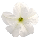 Petunia Big Blossom  White