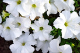 Petunia Big Blossom  White