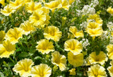 Petunia Big Blossom Light Yellow