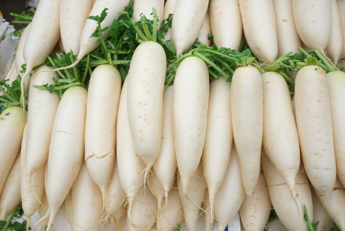 Radish Classic White F1 Hybrid