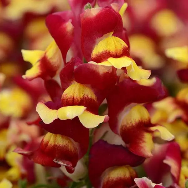 Antirrhinum / Snapdragon Two Lipped Red Bicolor