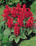 Salvia Suzanne Red