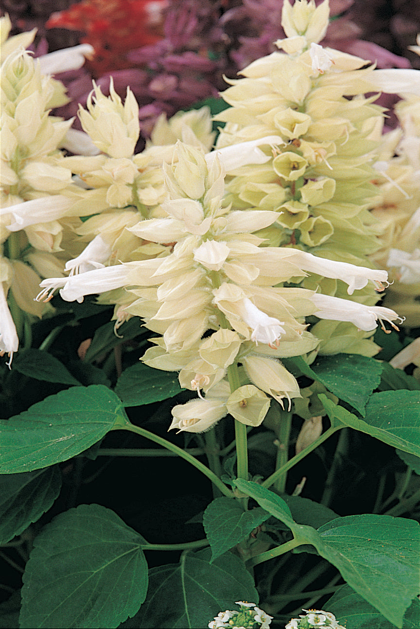 Salvia Denso White