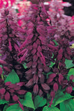 Salvia Denso Purple