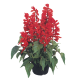 Salvia Suzanne Red