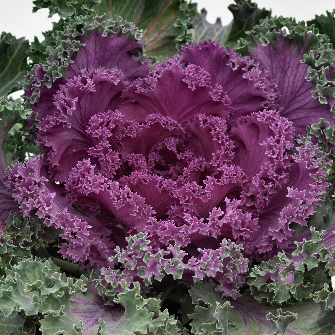 Kale Flowering Scallop Deep Red