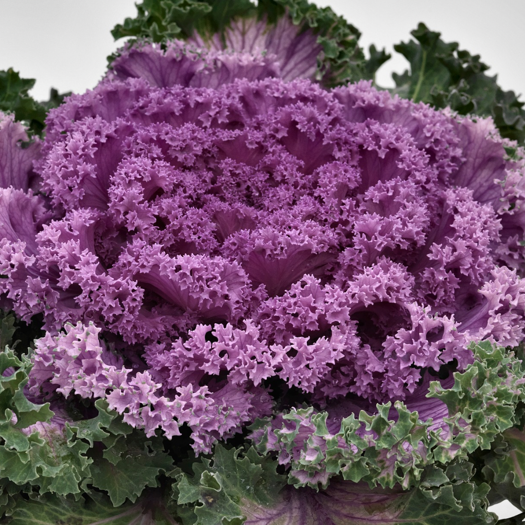 Kale Flowering Scallop Rose