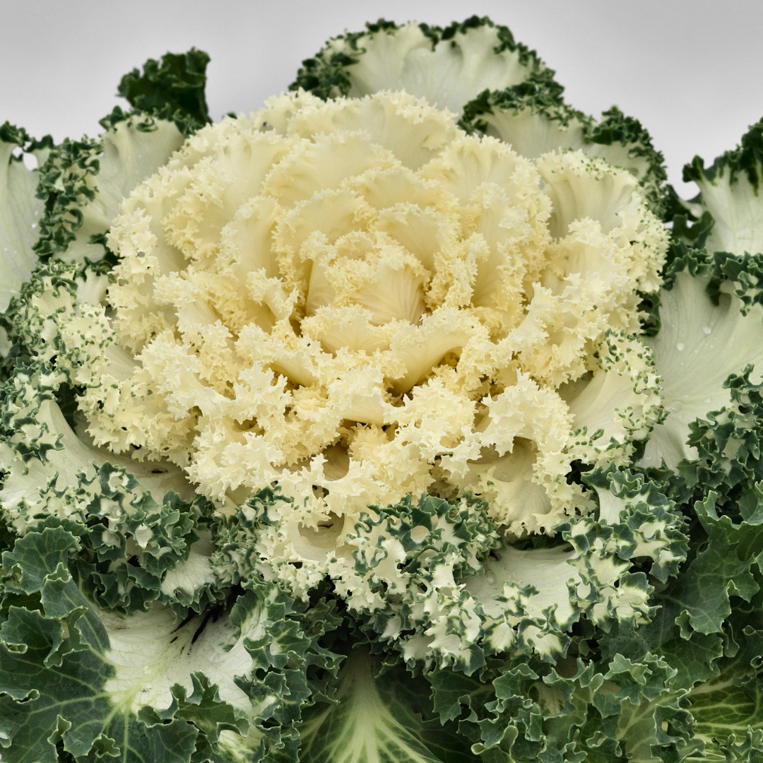 Kale Flowering Scallop White