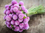 Gomphrena Fellow Mix
