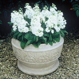 Stock Matthiola Merida White