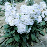 Stock Matthiola Merida White