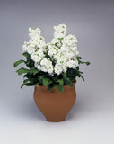 Stock Matthiola Merida White