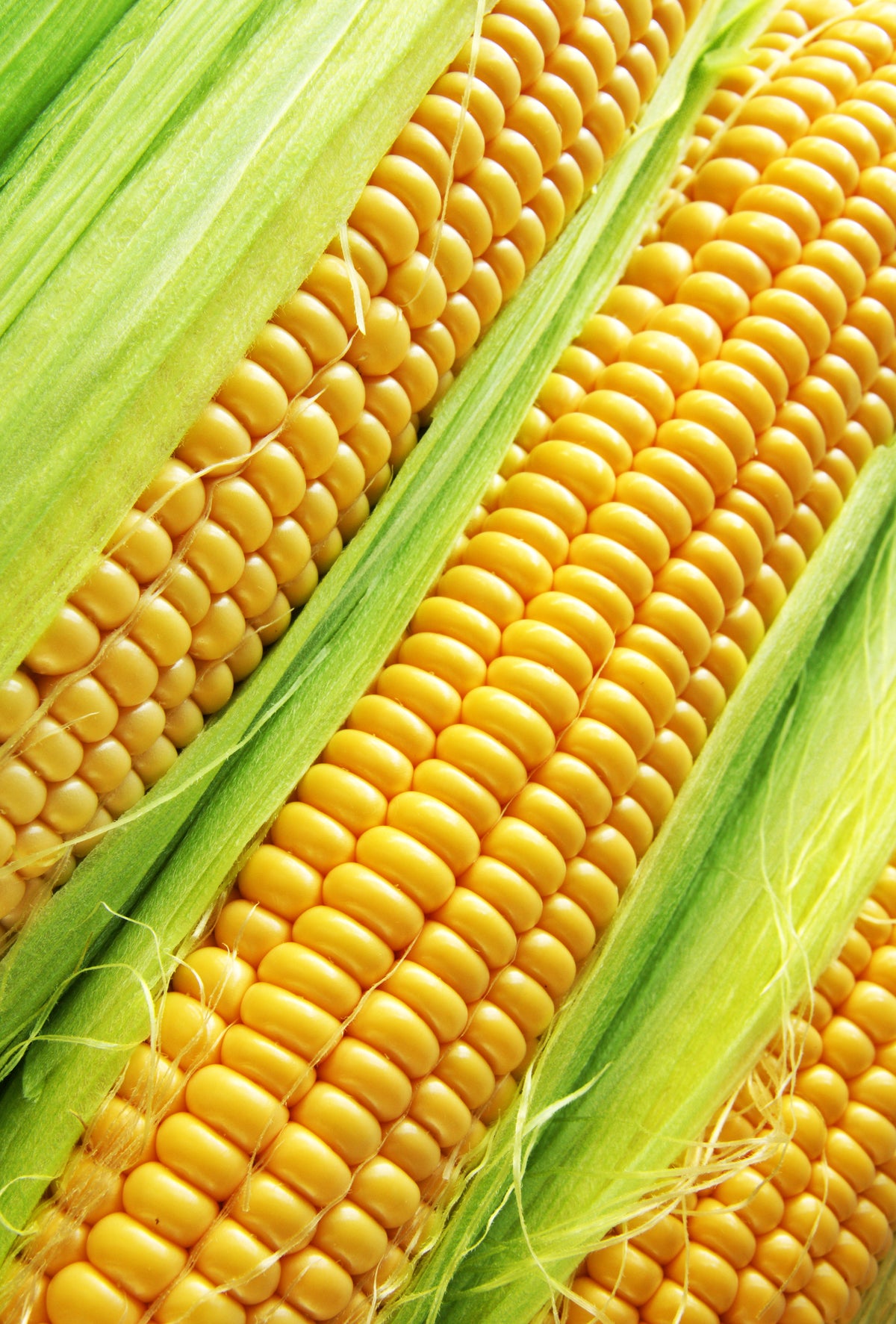 Sweet Corn Super Sweet Corn