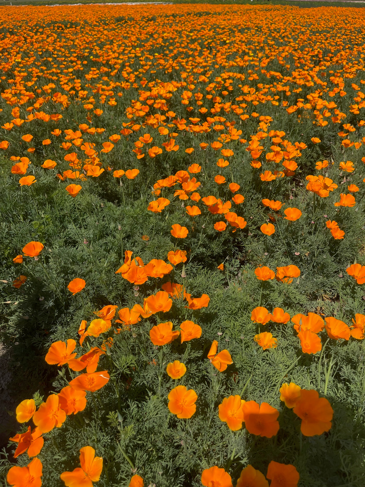 Poppy Indian Red