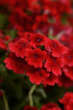 Verbena Citrine Scarlet