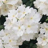 Verbena Citrine White