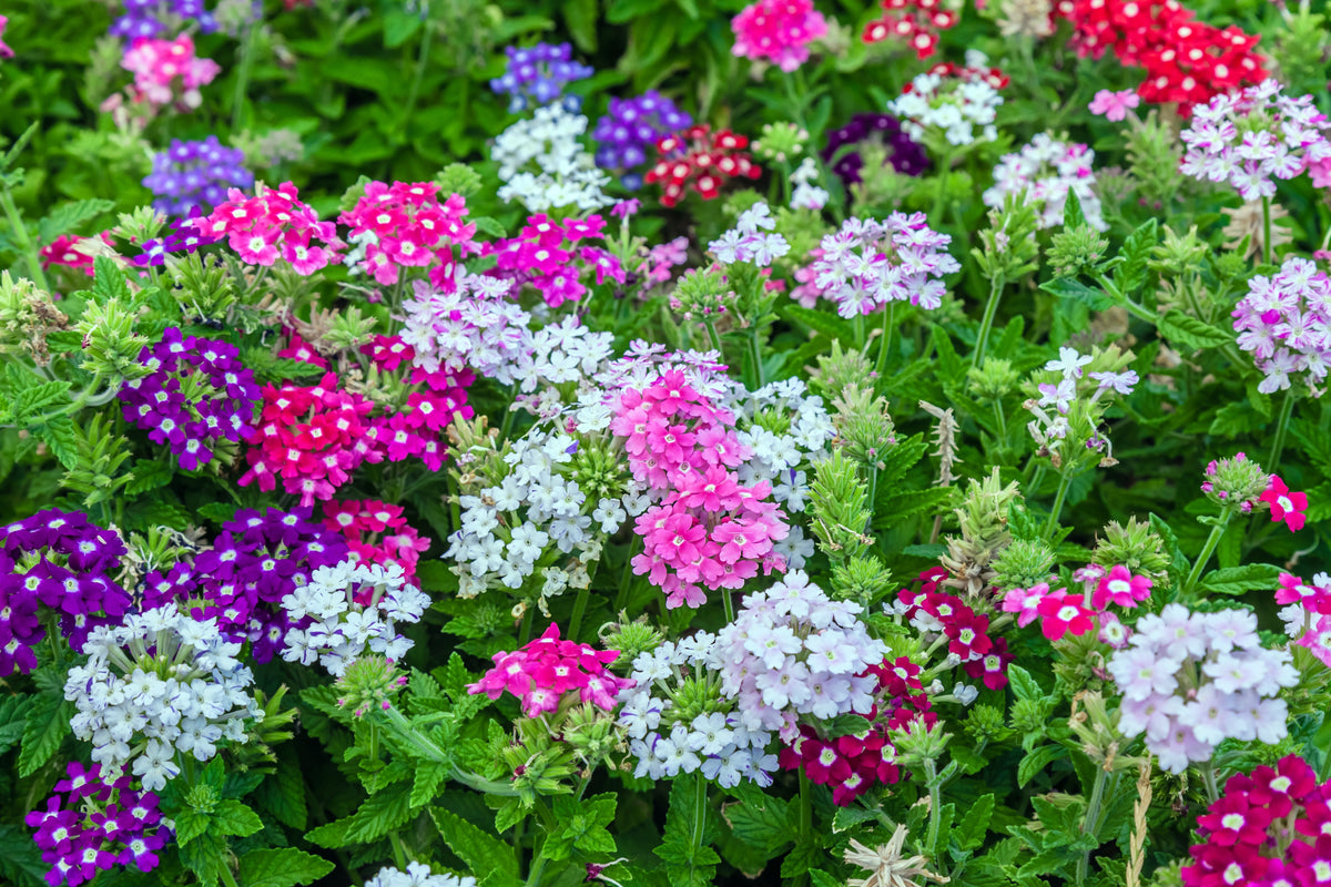 Verbena Ideal Mix