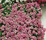 Alyssum Magical Pink Hybrid