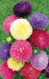 Aster Color Pop Mix