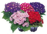 Cineraria Beau Ideal Mix