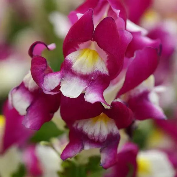 Antirrhinum / Snapdragon Two Lipped Burgundy Bicolor