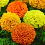 African Marigold Cuzco Mix - Hybrid