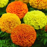 African Marigold Cuzco Mix - Hybrid