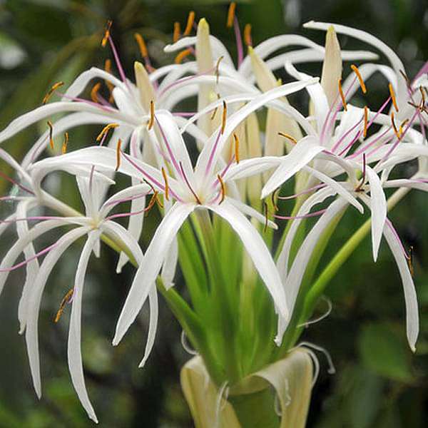 Crinium